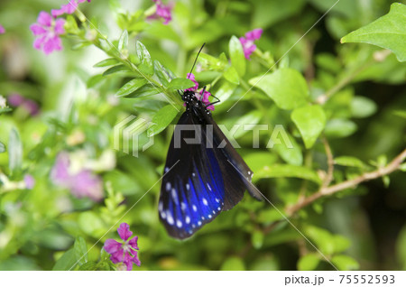 ツムラサキマダラがピンク色の花の蜜を吸っています。 ツムラサキマダラがピンク色の花の蜜を吸っています。 75552593