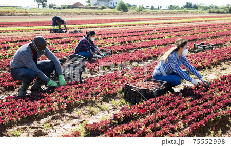 Farm workers in medical masks harvesting red lettuce Farm workers in medical masks harvesting red lettuce 75552998