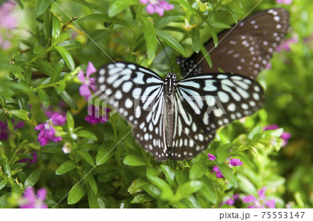 リュウキュウアサギマダラが花の蜜を吸っています。 75553147