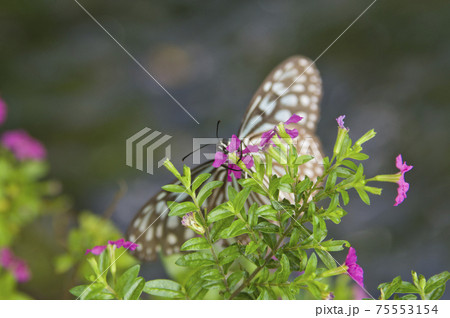 リュウキュウアサギマダラが花の蜜を吸っています。 75553154