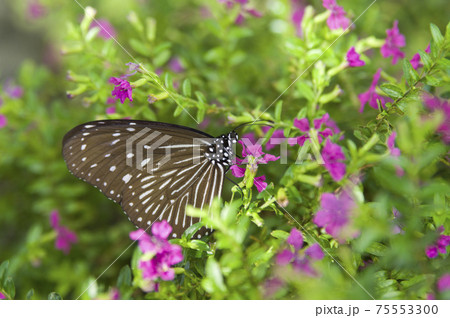 ツムラサキマダラがピンク色の花の蜜を吸っています。 75553300