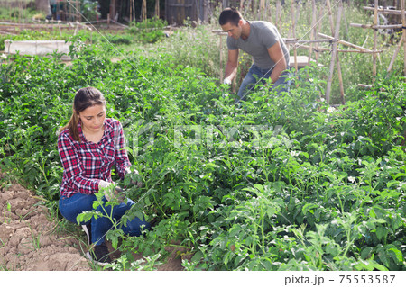 Couple picking Colorado beetles from potato plants Couple picking Colorado beetles from potato plants 75553587