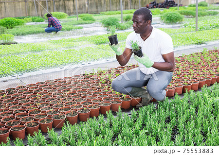 African american farmer controls rosemary sprouts in greenhouse 75553883