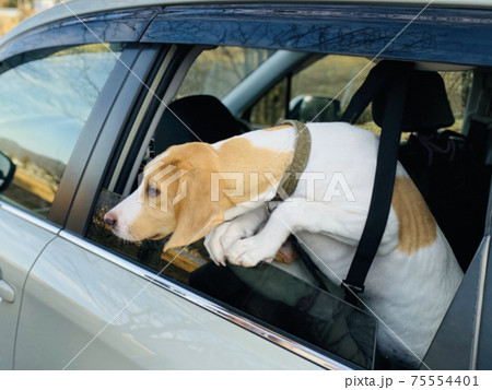 車の中から顔を出す犬 車の中から顔を出す犬 75554401