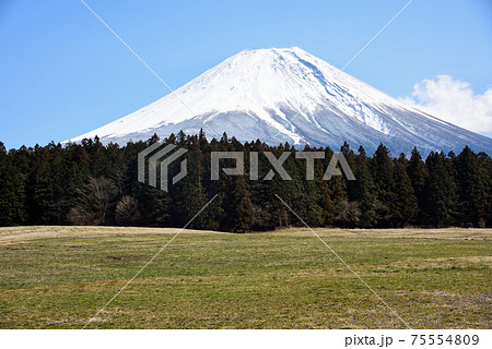 富士山麓朝霧高原 富士山麓朝霧高原 75554809