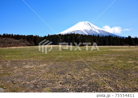 富士山麓朝霧高原 富士山麓朝霧高原 75554811