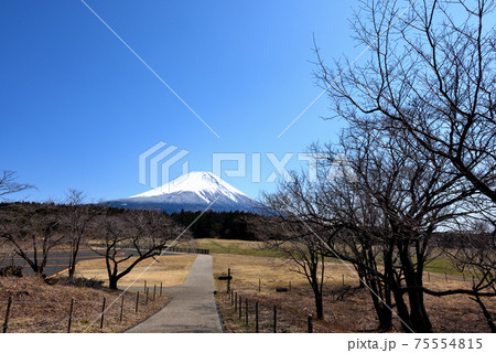 富士山麓朝霧高原 75554815
