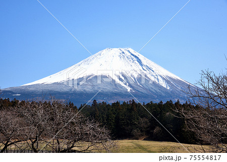 富士山麓朝霧高原 富士山麓朝霧高原 75554817