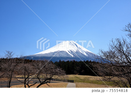 富士山麓朝霧高原 富士山麓朝霧高原 75554818