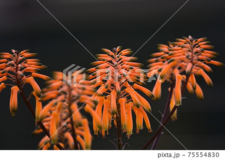 メイリンニシキの花の写真素材