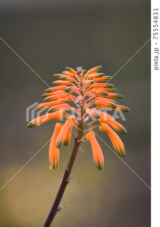 メイリンニシキの花 メイリンニシキの花 75554831