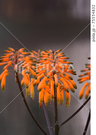 メイリンニシキの花 75554832