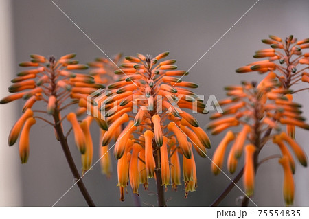 メイリンニシキの花 メイリンニシキの花 75554835