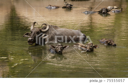 Water Buffalo Mother and Calves Lie in Deep Water Water Buffalo Mother and Calves Lie in Deep Water 75555057