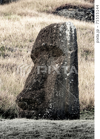 Moai Statues on Easter Island at the Rano Raraku Quarry Moai Statues on Easter Island at the Rano Raraku Quarry 75555144
