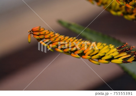 オニキリマルの花 75555391
