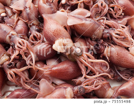 ホタルイカ ホタルイカ 75555498