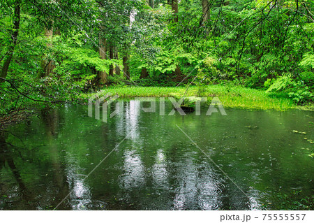 白山平泉寺ー苔寺 白山平泉寺ー苔寺 75555557