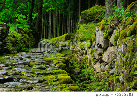 白山平泉寺ー苔寺 75555583
