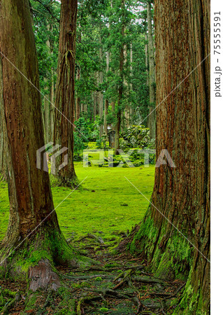 白山平泉寺ー苔寺 白山平泉寺ー苔寺 75555591