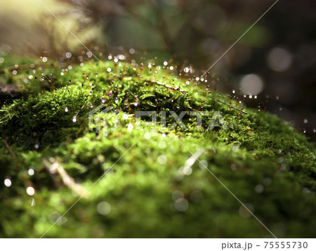 苔と水滴 光と雫の写真素材 [75555730] - PIXTA