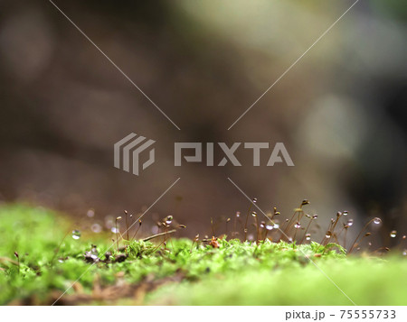 苔と水滴　光と雫 75555733