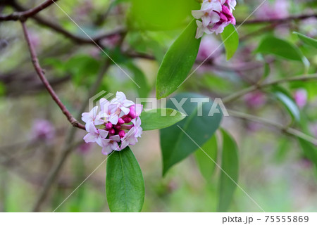 沈丁花 沈丁花 75555869