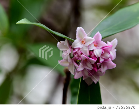 沈丁花 クローズアップ 沈丁花 クローズアップ 75555870