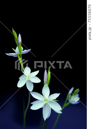 白とピンクの花・ヘスペランサ08 75556070