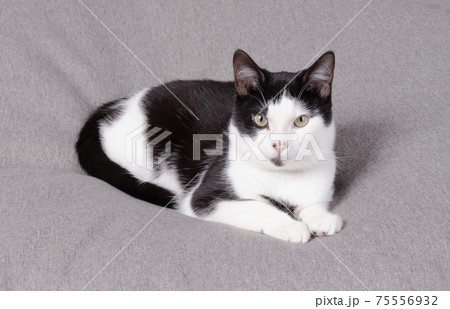 Black and white cat relaxing Black and white cat relaxing 75556932