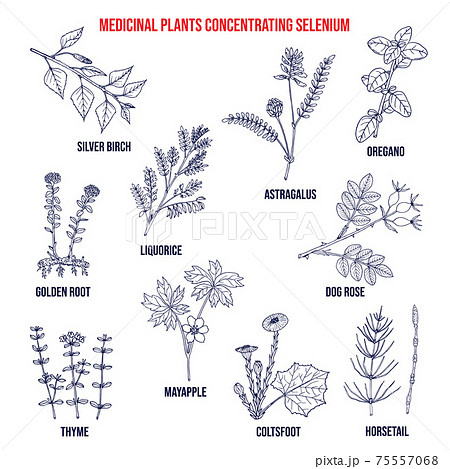 Collection of medicinal plants concentrating selenium 75557068