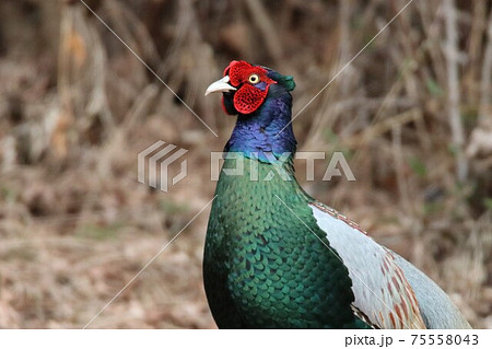ホロ打ちをするための構えに入るオスのキジの写真素材 [75558043] - PIXTA