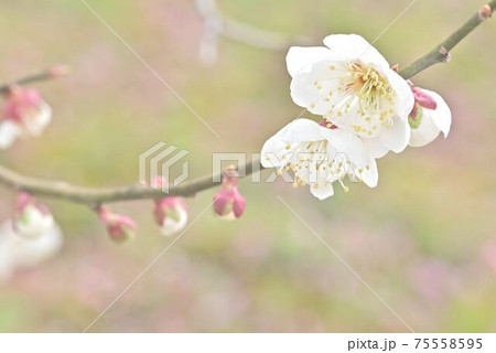 満開の梅 75558595