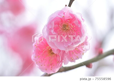 満開の梅 75558596
