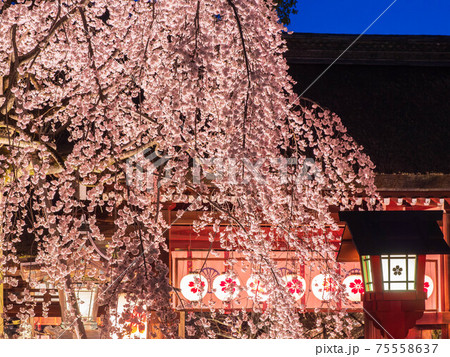 4月京都 北区 平野神社 神門と魁桜のライトアップの写真素材