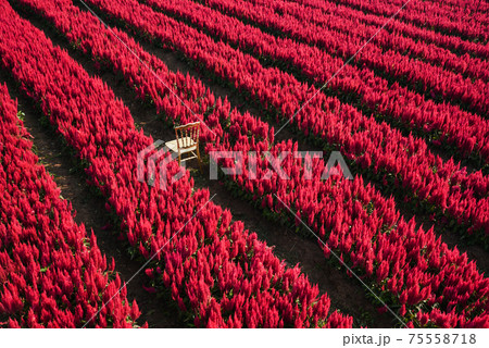 Red flower garden landscape flower field with plant farm, Beautiful Celosia Plumosa flowers scenery summer Red flower garden landscape flower field with plant farm, Beautiful Celosia Plumosa flowers scenery summer 75558718