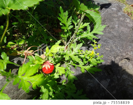 野生と化した苺 75558839