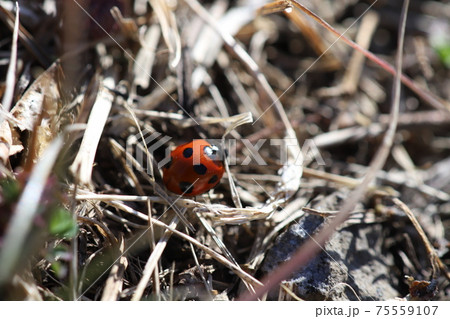 冬の野原で草に止まるナナホシテントウムシ 75559107