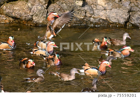 オシドリの楽園 75559201