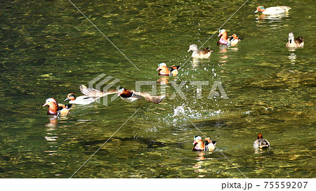 オシドリの楽園 75559207