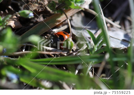 冬の野原で草に止まるナナホシテントウムシ 75559225