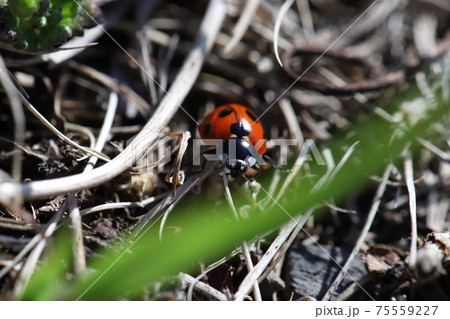 冬の野原で草に止まるナナホシテントウムシ 75559227