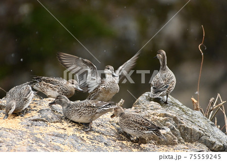 コガモのランチタイム 75559245