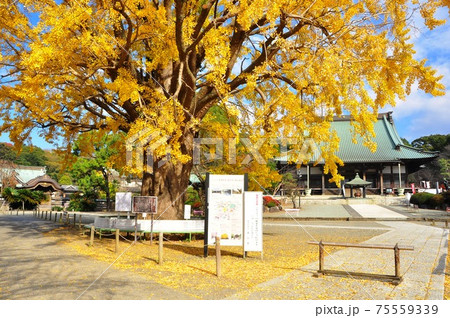 神奈川県藤沢市　遊行寺の黄金色大イチョウと本堂 75559339