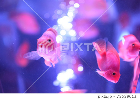 水槽の金魚 水槽の金魚 75559613
