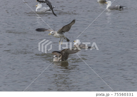 うみねこ2021 75560331