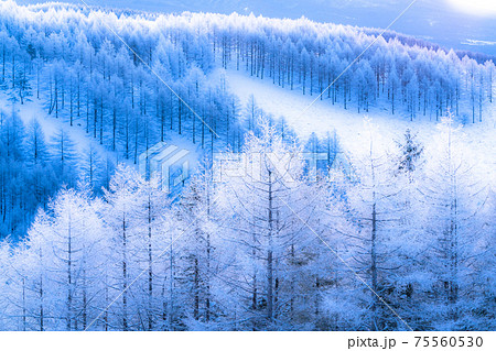 《長野県》霧氷の原生林・冬の霧ヶ峰高原 75560530