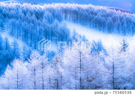 《長野県》霧氷の原生林・冬の霧ヶ峰高原 75560536