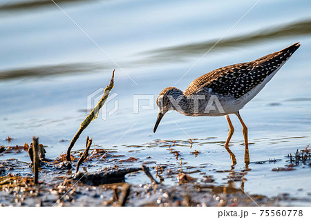 Wood sandpiper or Tringa glareola walks on lake 75560778