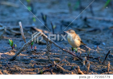 Close up of sedge warbler or Acrocephalus schoenobaenus in the swamp 75560779